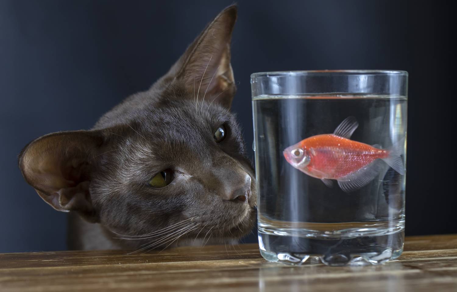 кот, ориентал, тернеция, рыбка, Татьяна Феденкова