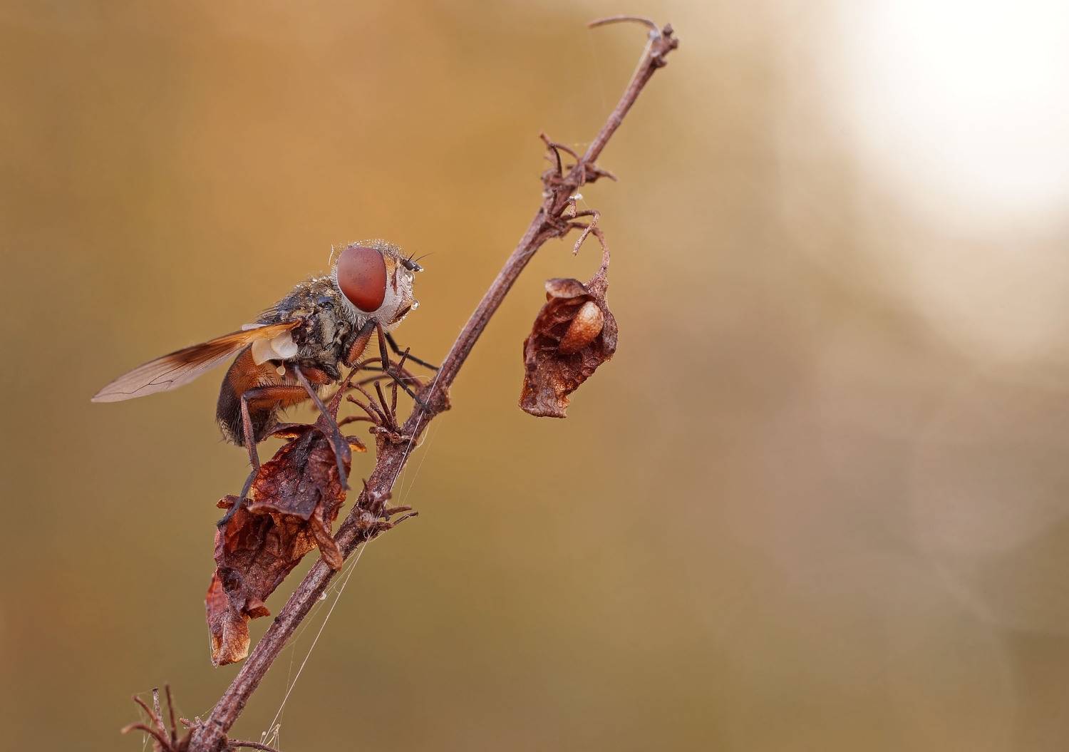 , Чепленко Алексей