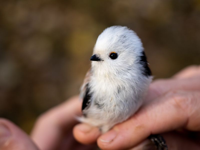 Длиннохвостая синица перед выпуском после кольцевания на орнитологической станции фото превью