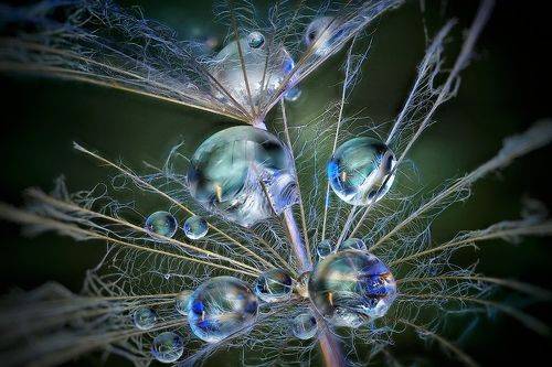 Волшебный мир растений