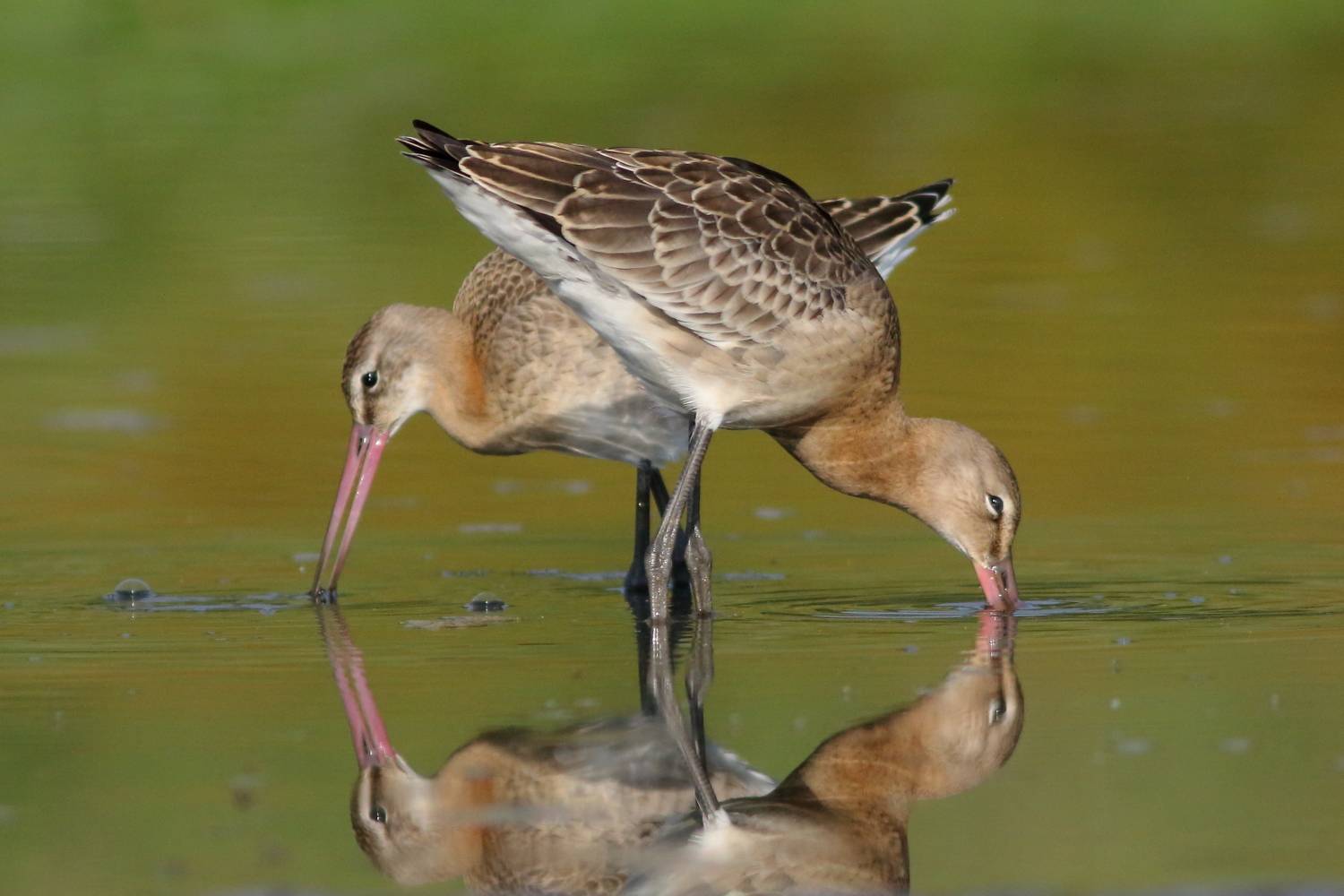 животные, природа, птицы, кулики, веретенник, анималистика, самарская область, Владимир Шебаршенко