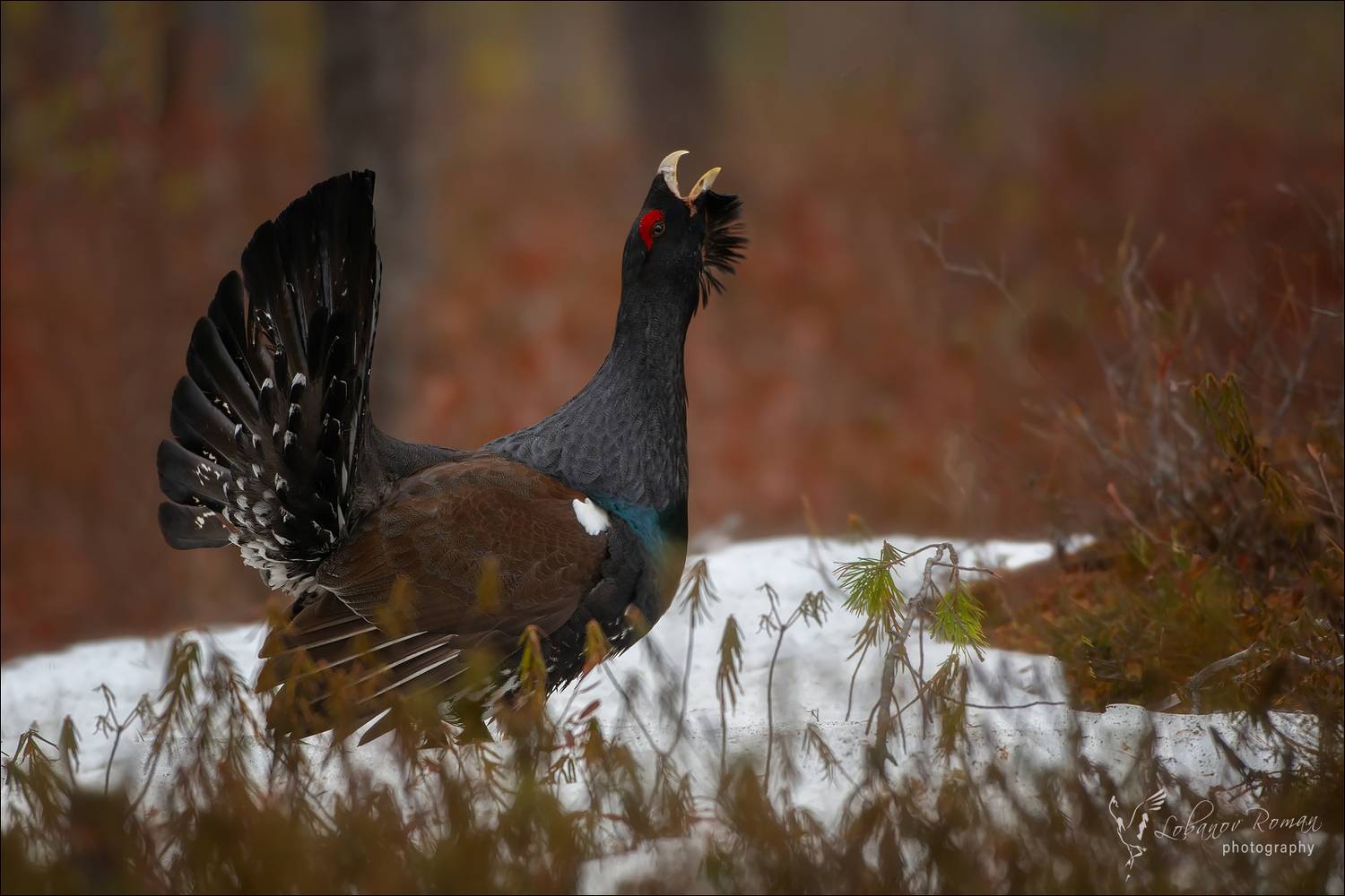 , Лобанов Роман
