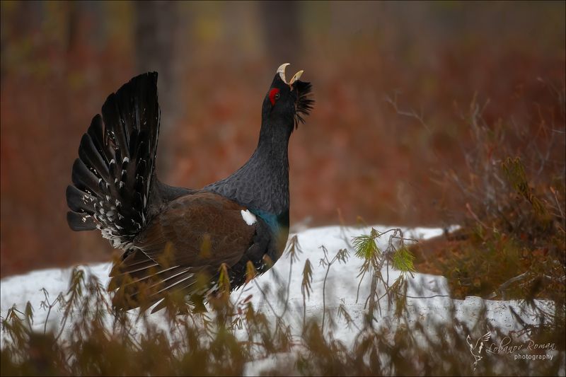 * * * фото превью