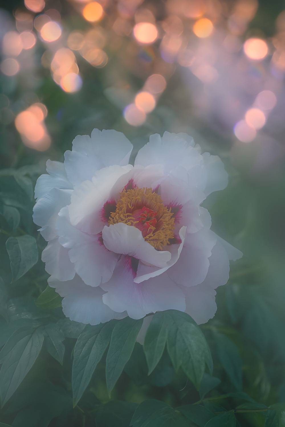 макро, macro, цветы, flower, лето, summer, пион, Julia Kaissa