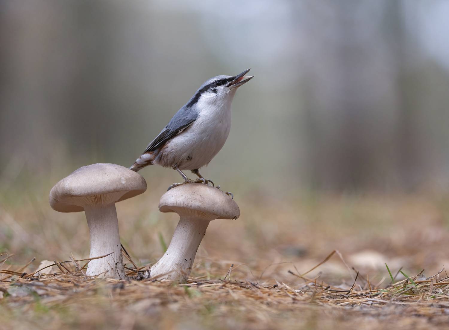 гриб,природа, осень,лес,поползень, Андрей Киселёв