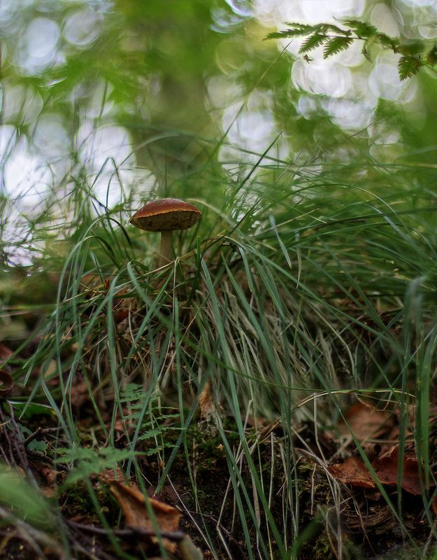 гриб, подберёзовик В стране дремучих трав фото превью