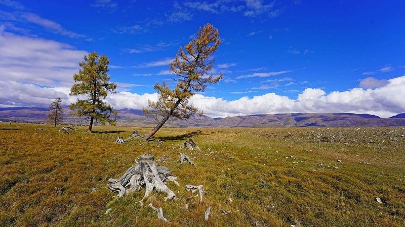 Алтай, Сибирь, Россия  фото превью