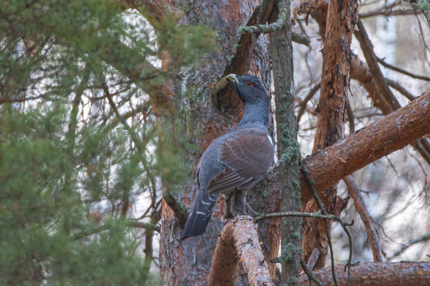 , артем федоров