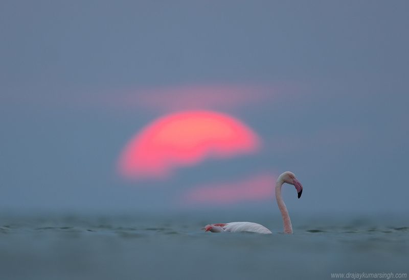 Greater flamingos sunrise Greater flamingos  фото превью