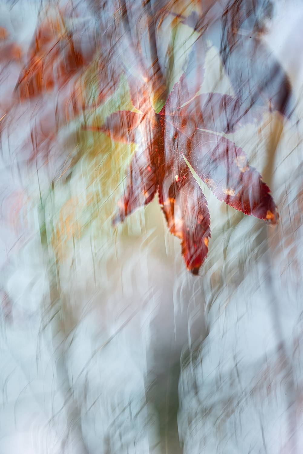 осень, природа, арт, мультиэкспозиция, Неля Рачкова