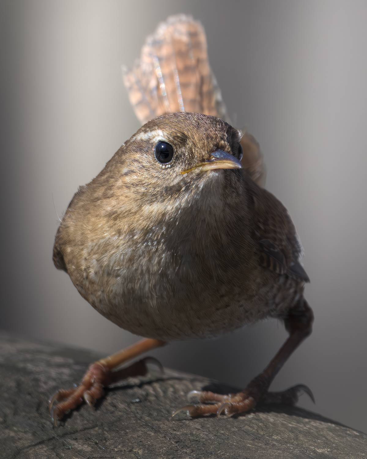 , Поляков Михаил