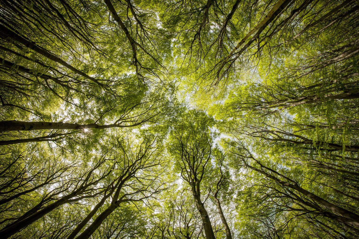 trees, forest, buczyna, autumn, fisheye, samyang8mm, 8mm, canon, naturephotograph, wildlifewild, landshaft, landscapes, Damian Cyfka
