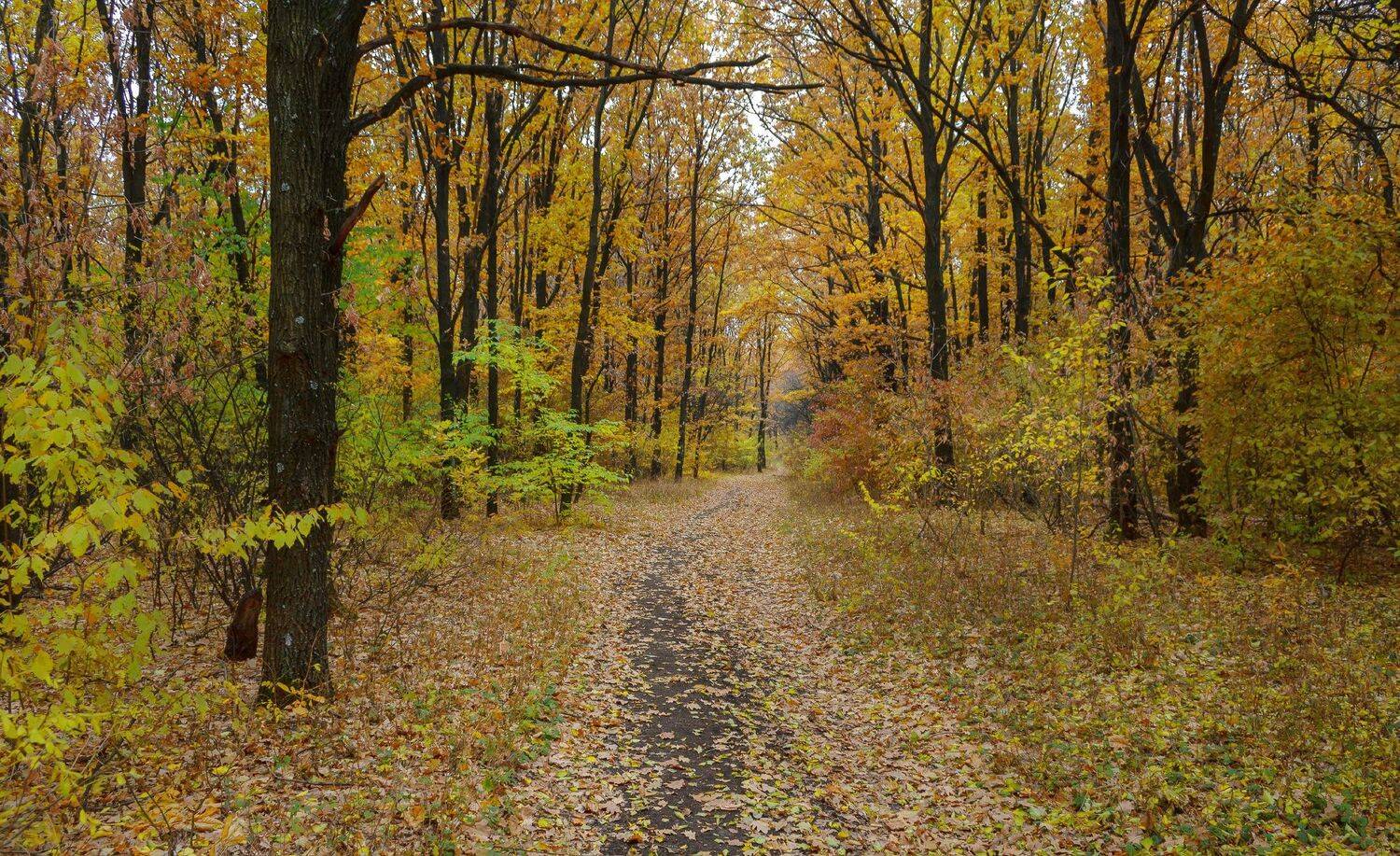 , Лысенко Сергей
