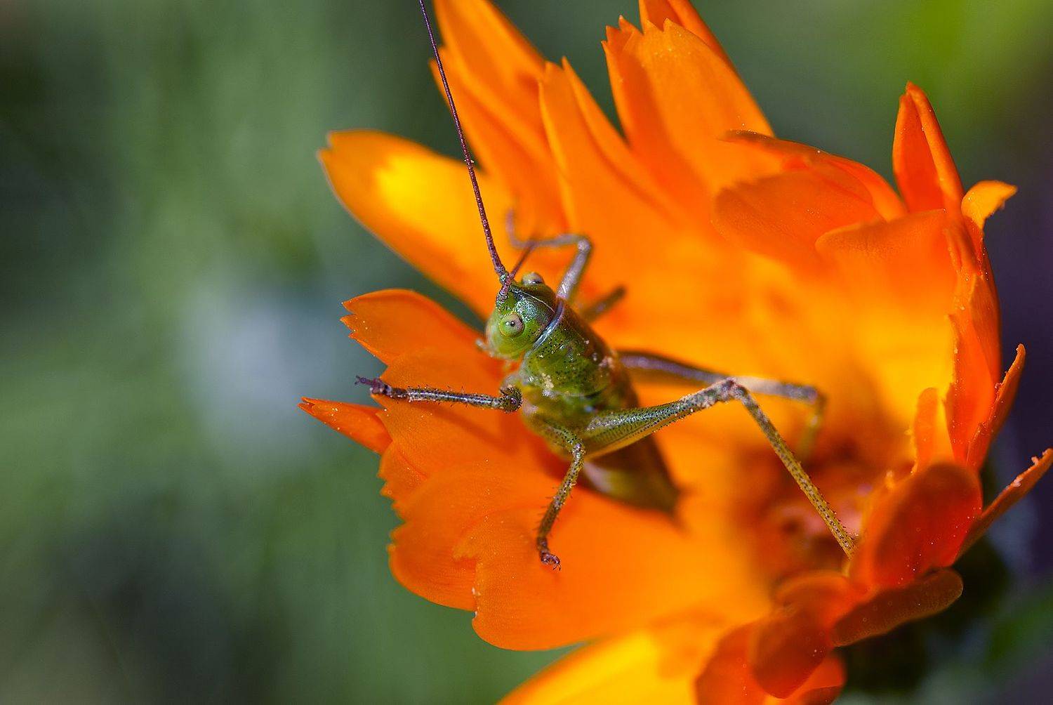 , Елена Нижегородцева