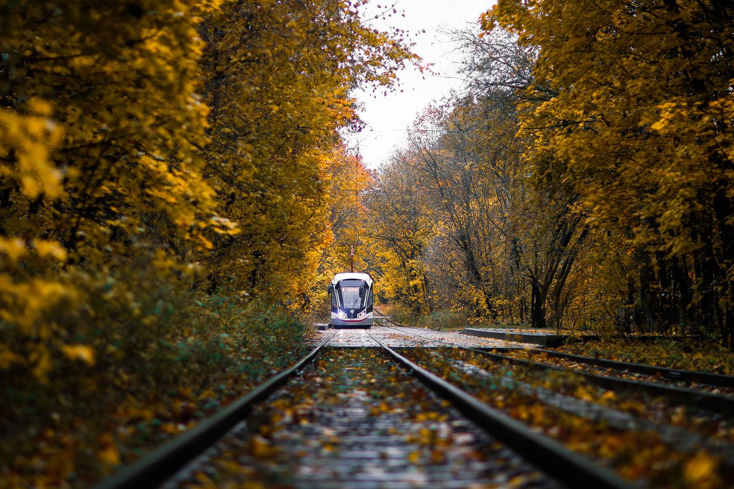 Москва, Сокольники, трамвай, осень, парк, рельсы, Кочкин Владимир