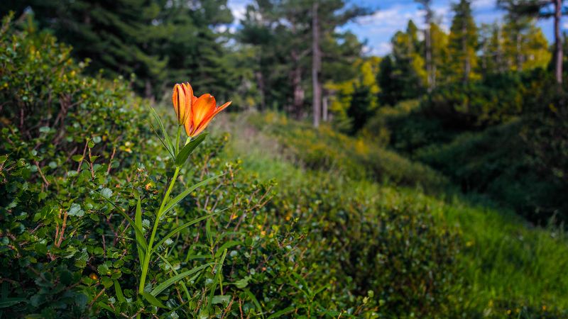 Цветы Растительность Природа Флора Саранка Лилия Саранка фото превью