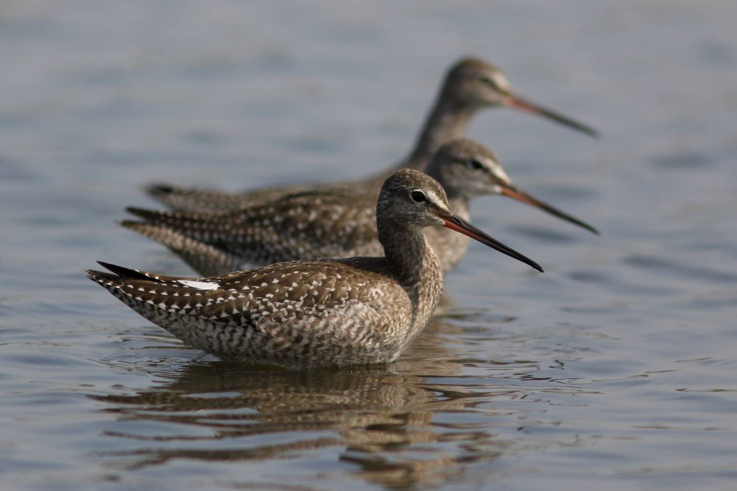 животные, дикая природа, природа, птицы, кулики, щеголь, анималистика, самара, Владимир Шебаршенко