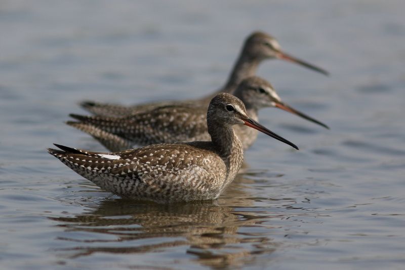 животные, дикая природа, природа, птицы, кулики, щеголь, анималистика, самара На марше фото превью