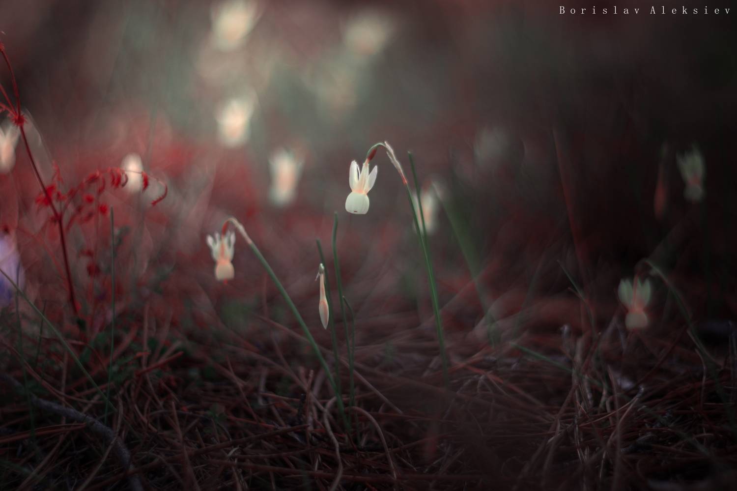 flowers,green,red,light,bokeh,nature,, Борислав Алексиев