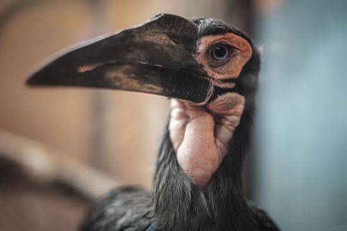 Bucorvus leadbeateri