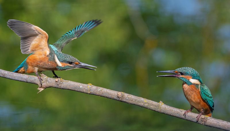 птица, птенцы, зимородок, лето, весна, фотоохота, Мест нет! фото превью