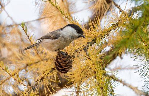 Гаичка.. осень.
