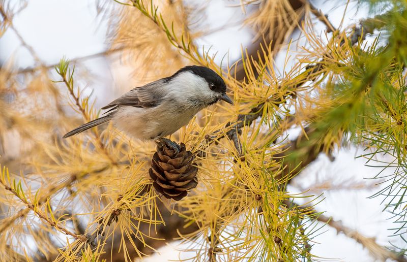 птица, гаичка, синичка, осень, лиственница, Гаичка.. осень. фото превью