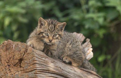 Scottish Wildcat Kitten