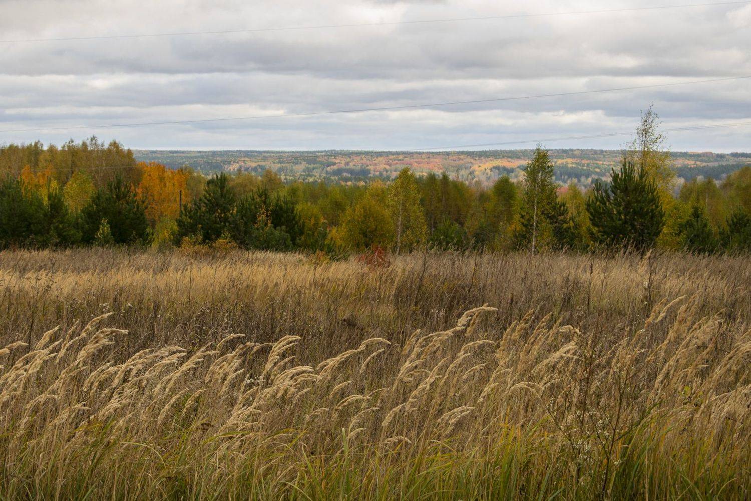 , Галина Луценко