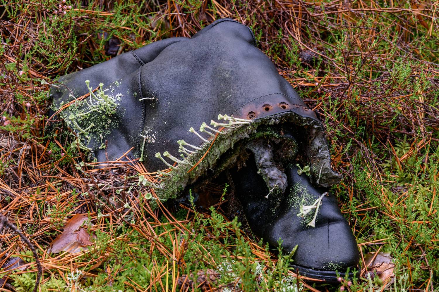 autumn mushroom boots fashion nature forest лес гриб сапоги мода, Рохмистрова Мария