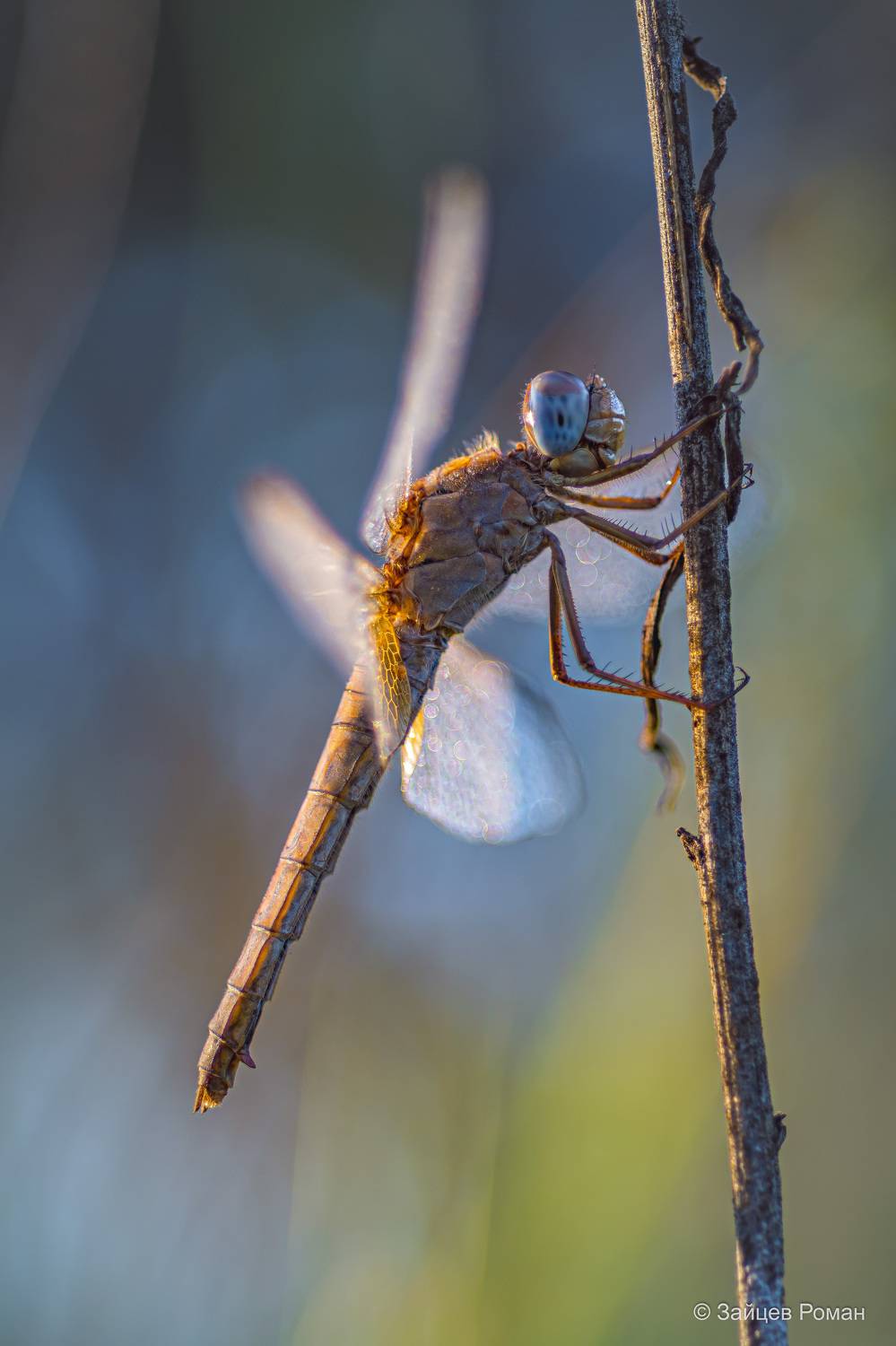 , Зайцев Роман