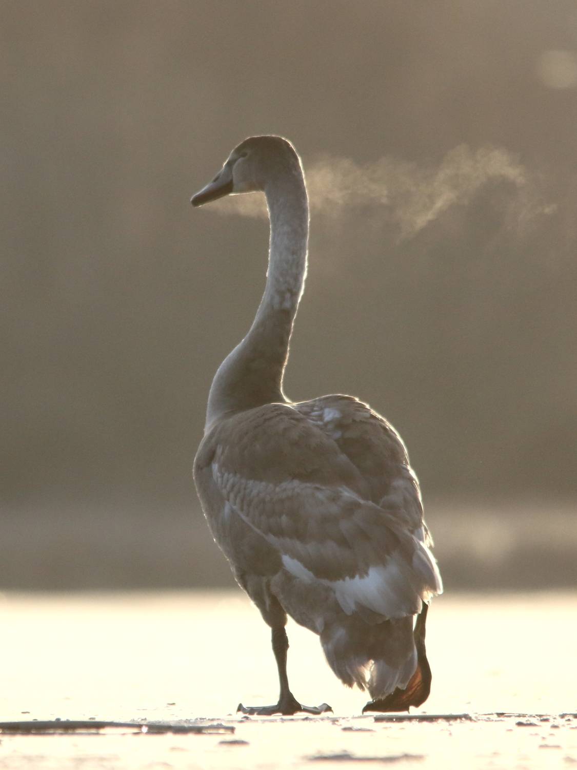 животные, дикая природа, природа, птицы, лебеди, лебедь-шипун, анималистика, самарская область, Владимир Шебаршенко