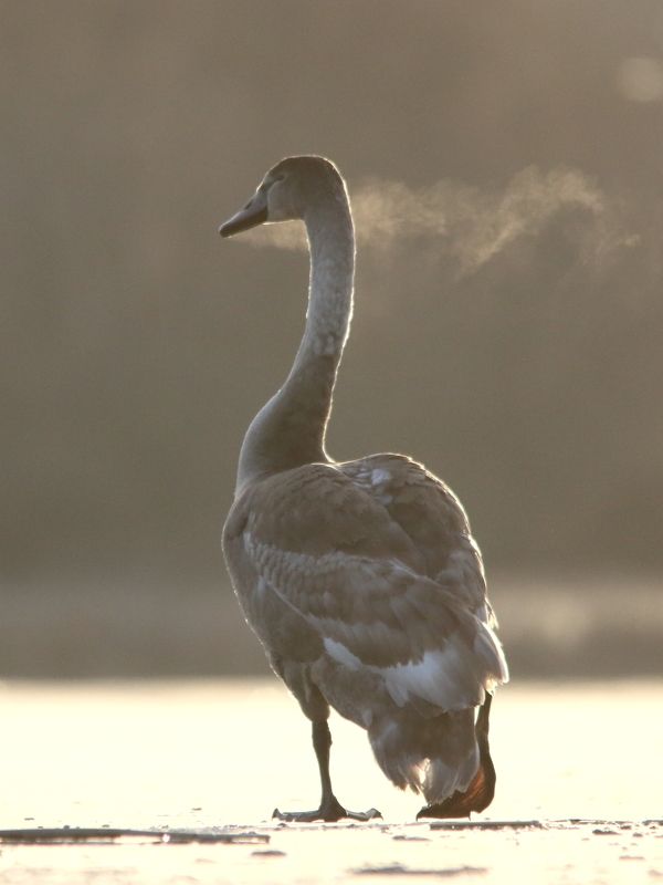 животные, дикая природа, природа, птицы, лебеди, лебедь-шипун, анималистика, самарская область Дыхание жизни фото превью