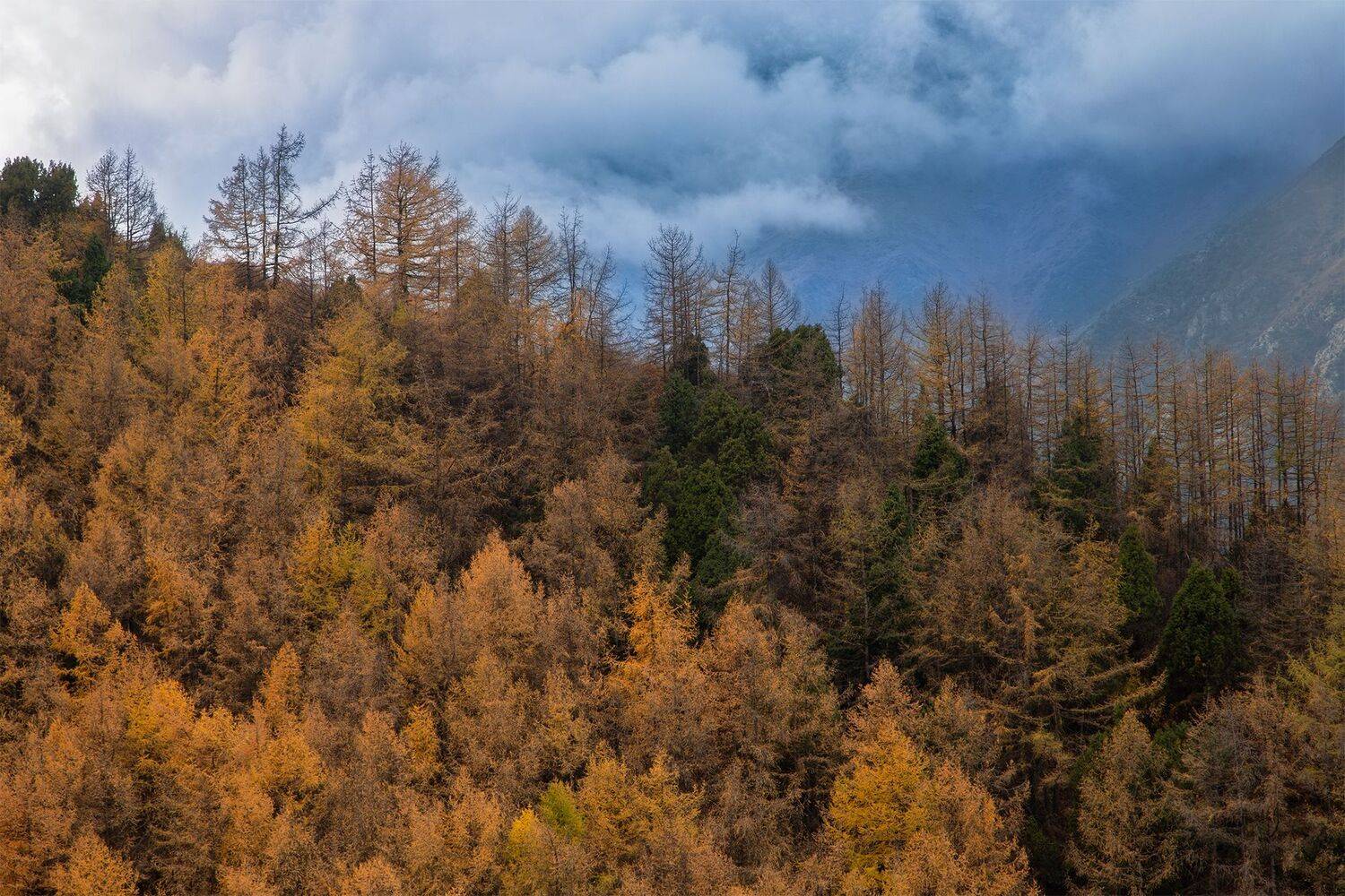 кыргызстан, ала-арча, Элина Магалимова