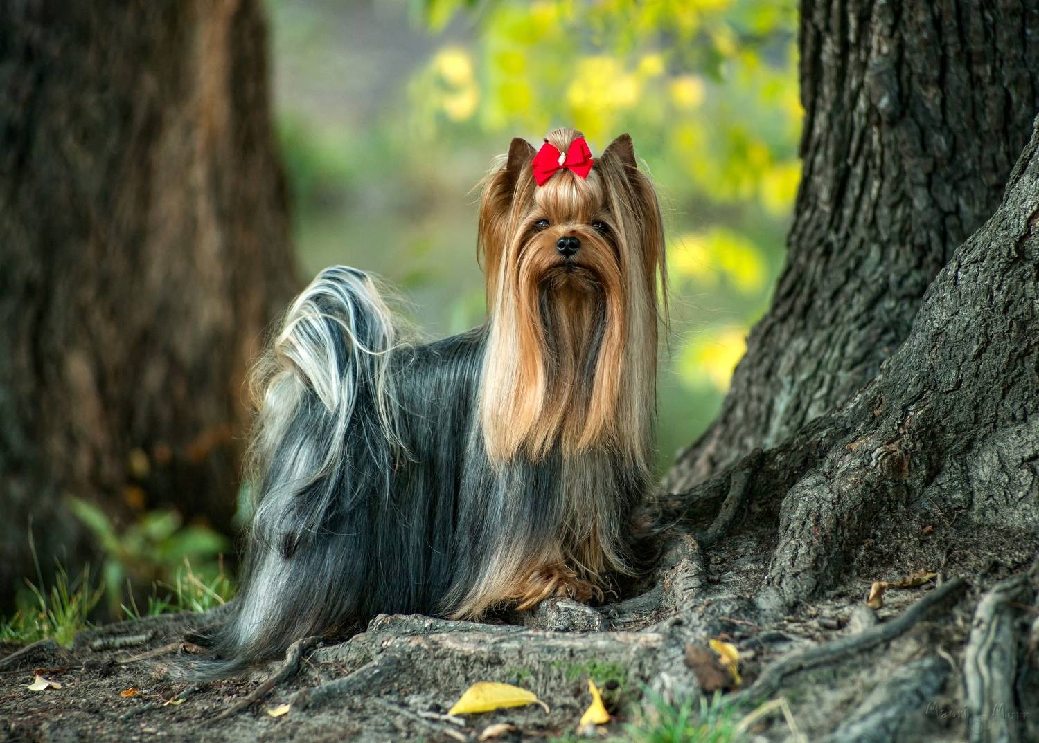 йорк, собака, Маори Мурр