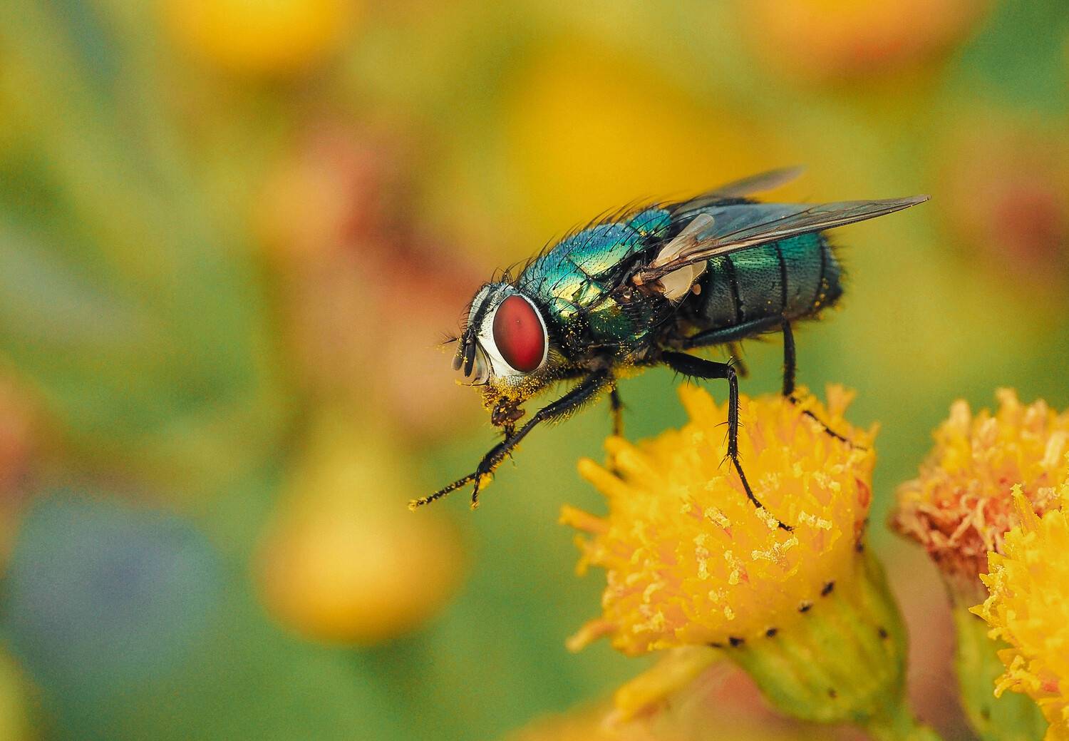 fly, green_fly, macro, муха, макро, зелёная_муха, insect, насекомое, Ирина Протченко