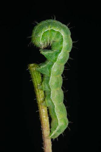 Совка шалфейная Heliothis peltigera (Denis & Schiffermuller, 1775)