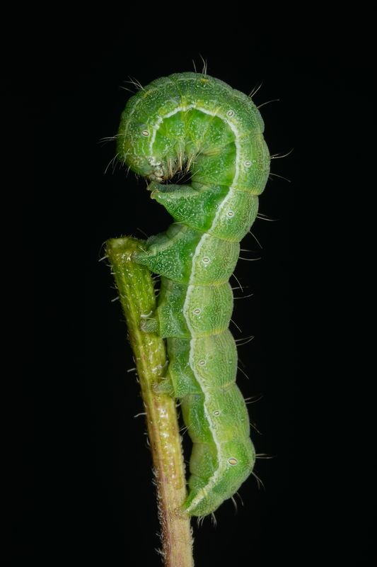 совка шалфейная ,heliothis peltigera, макро,ставрополь Совка шалфейная Heliothis peltigera (Denis & Schiffermuller, 1775) фото превью