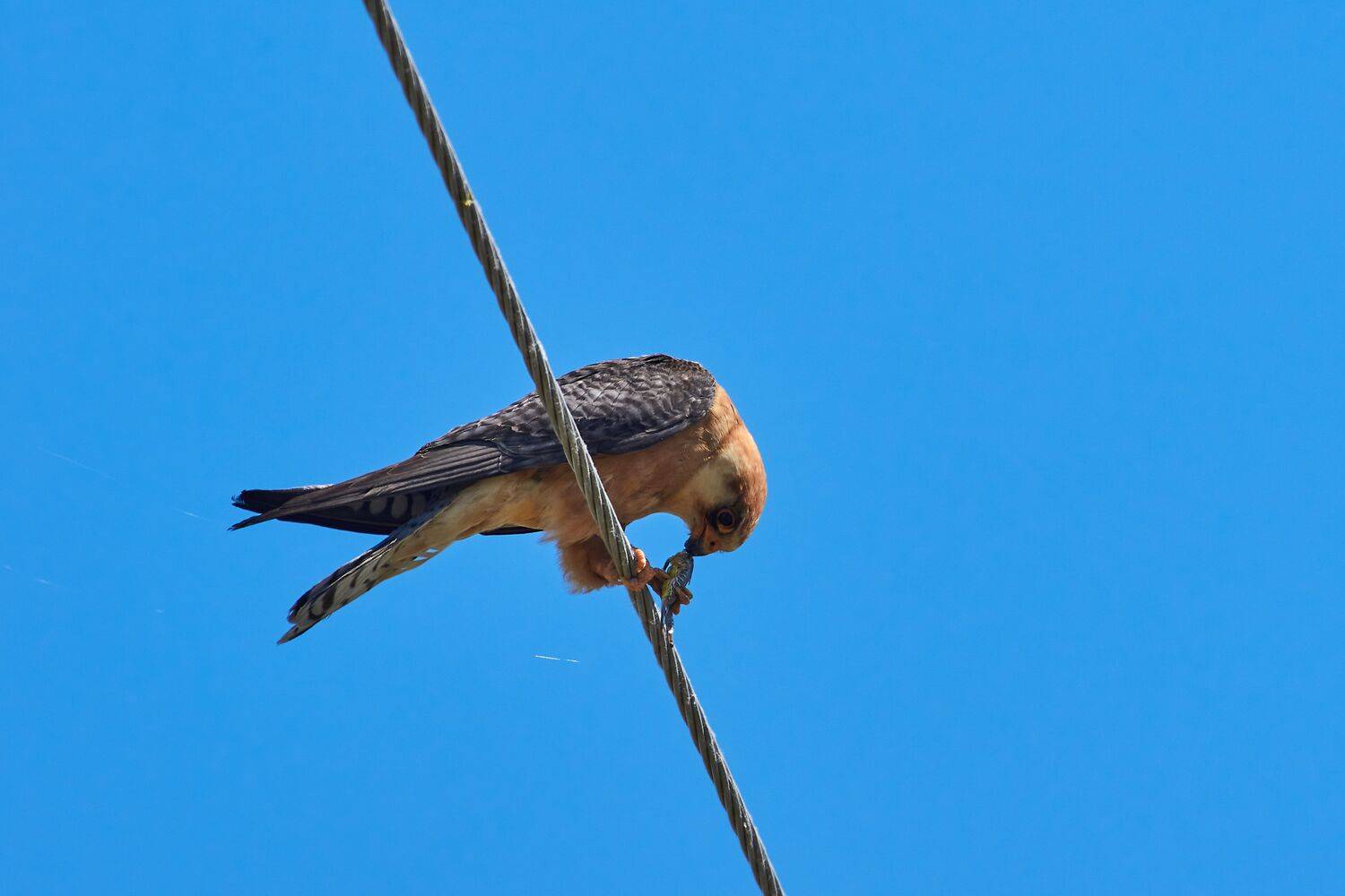 volgogad, russia, wildlife, bird, birds, birdswatching, volgograd, russia, wildlife, Falco vespertinus, , Сторчилов Павел