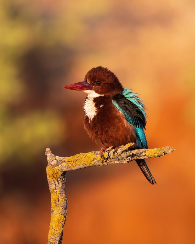 *** фото превью