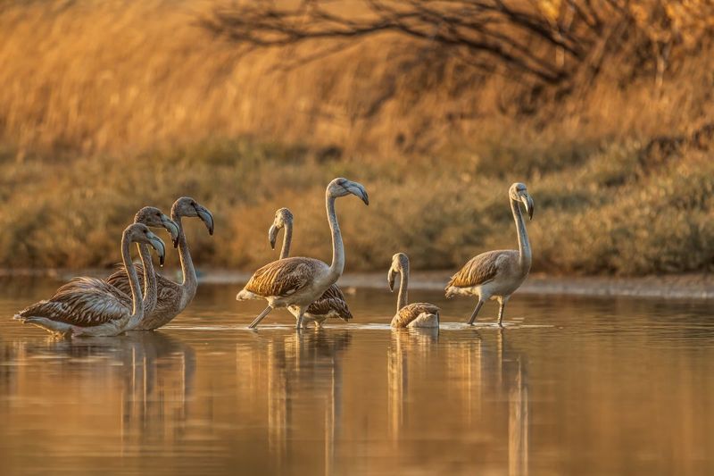 Flaming różowy (Phoenicopterus roseus) фото превью
