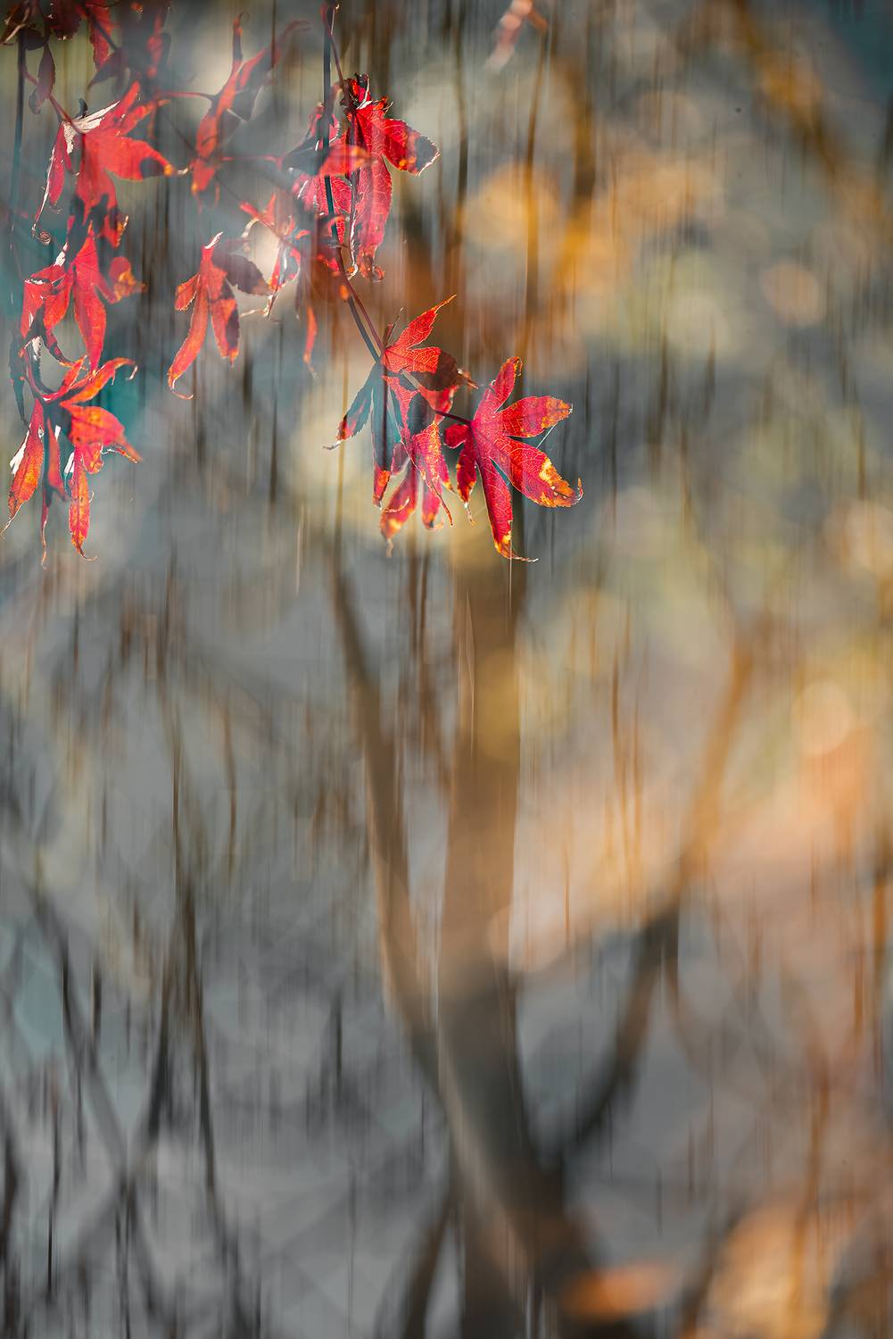 осень, природа, арт, мультиэкспозиция, Неля Рачкова