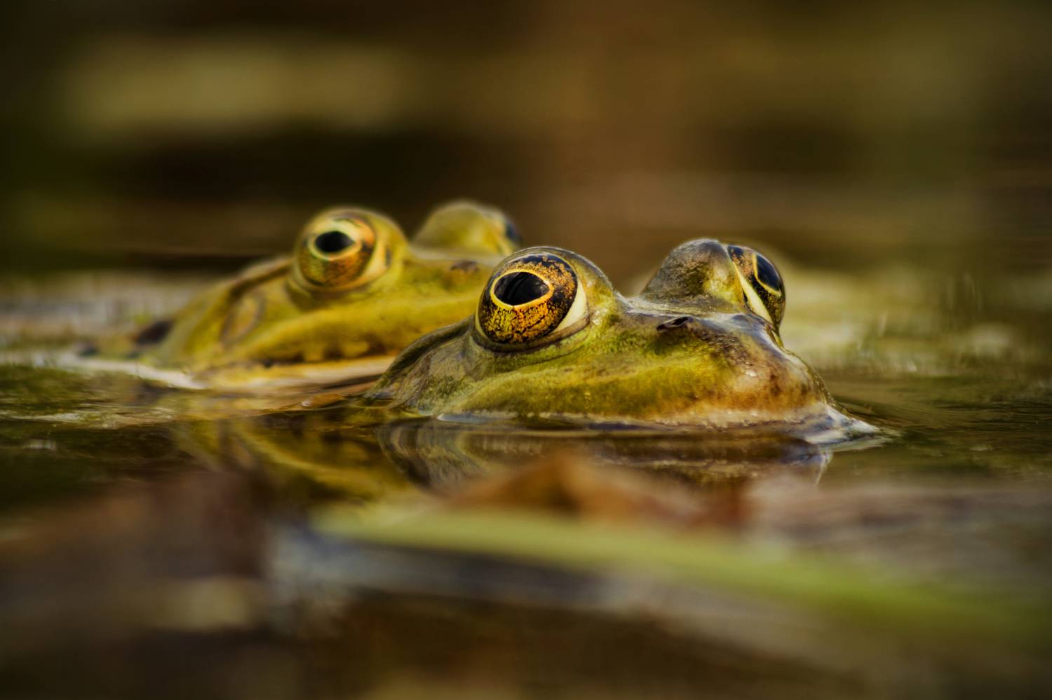 Frog, amphibian, animal, wildlife, green, animals, water, nature , Damian Cyfka