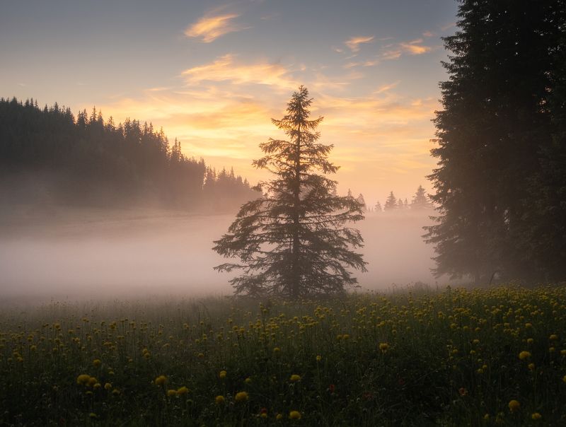 sunrise fog glow tree clouds  Morning glow фото превью