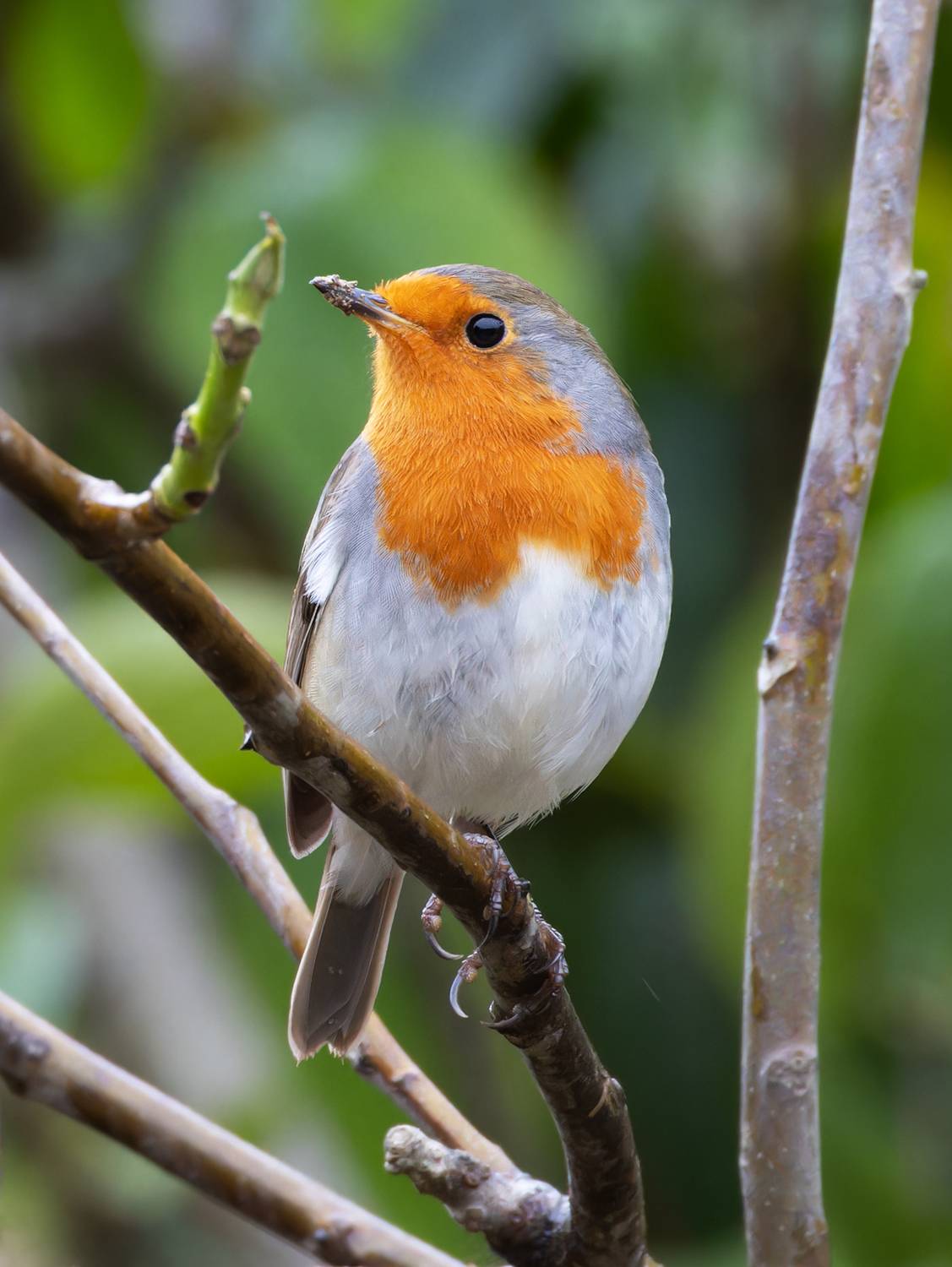 зарянка, птицы, фото птиц, Александр Шипиленко