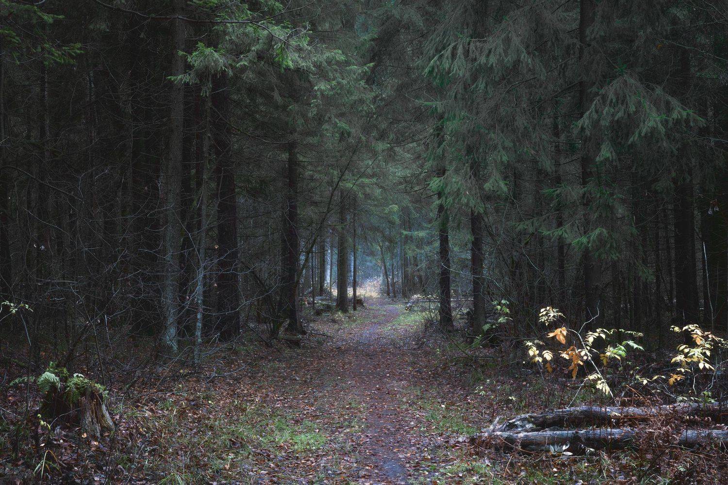 лес, деревья, осень, листья, пейзаж, Валерий Вождаев