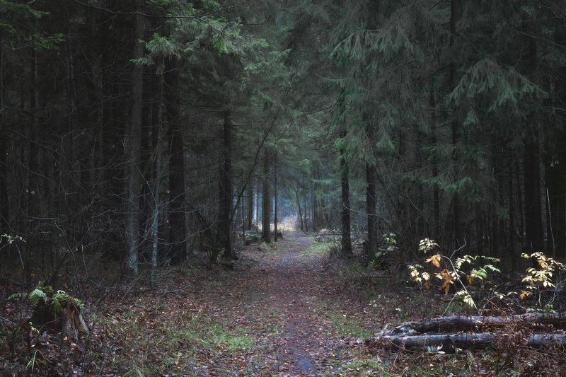 лес, деревья, осень, листья, пейзаж В осеннем лесу фото превью