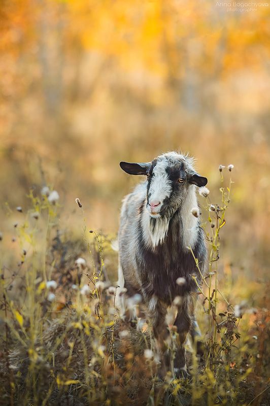 Овечка в осеннем лесу :) фото превью