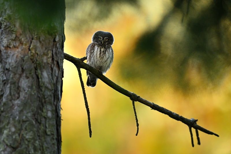 Wildlife, owl, Glaucidium, passerinum, Slovakia, birding Pygmy owl  фото превью