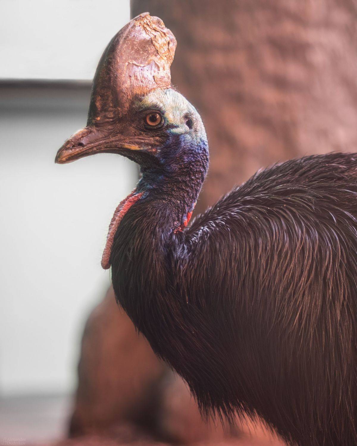животные, птицы, портрет животного, казуар, animals, birds, animal portrait, aves, cassowary, casuariiformes, Дудников Александр